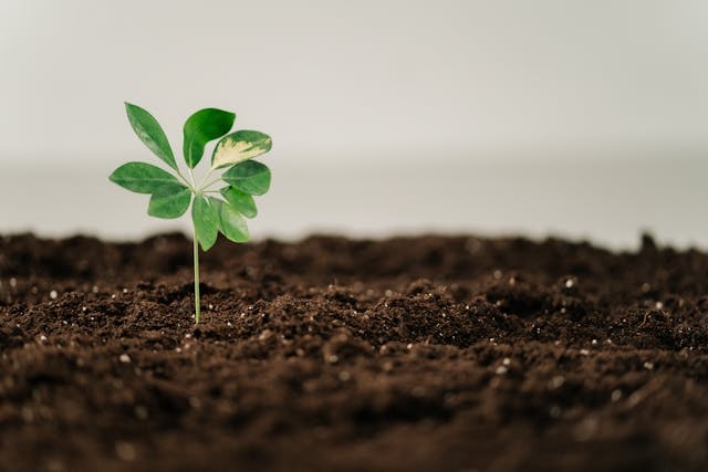 Soil