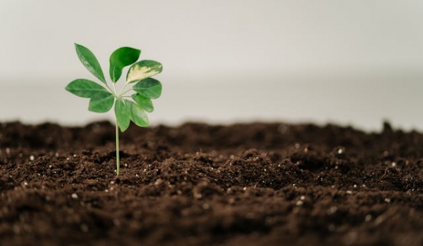 Soil